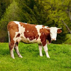 Viewing the Farming Industry Through 4-H Image